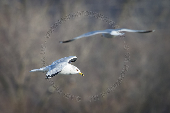 Eagle Days 2012-123