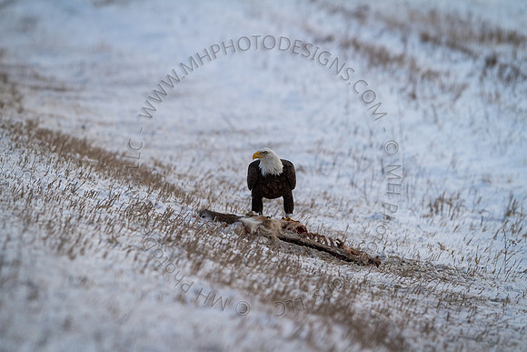 Eagle Days 2012-143