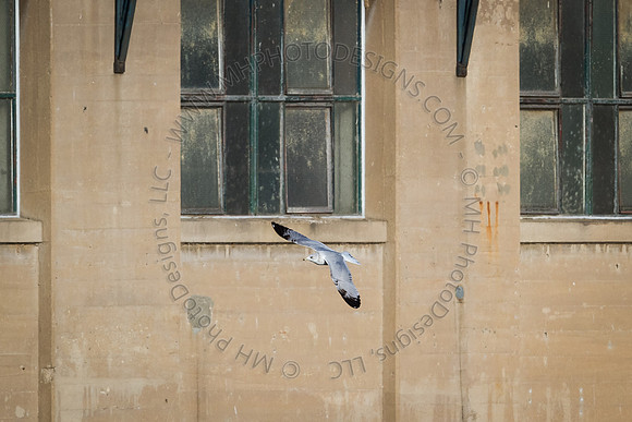 Eagle Days 2012-130