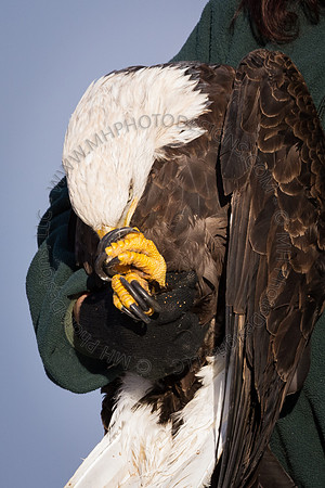 Eagle Days 2012-074