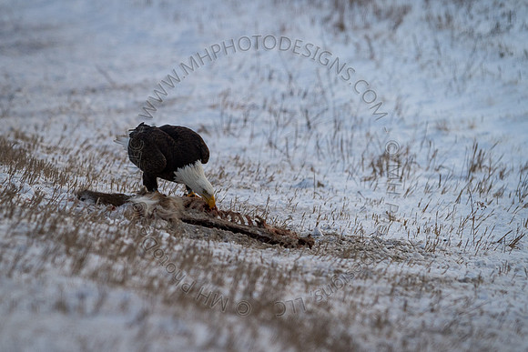 Eagle Days 2012-144