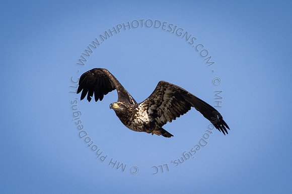 Eagle Days 2012-107