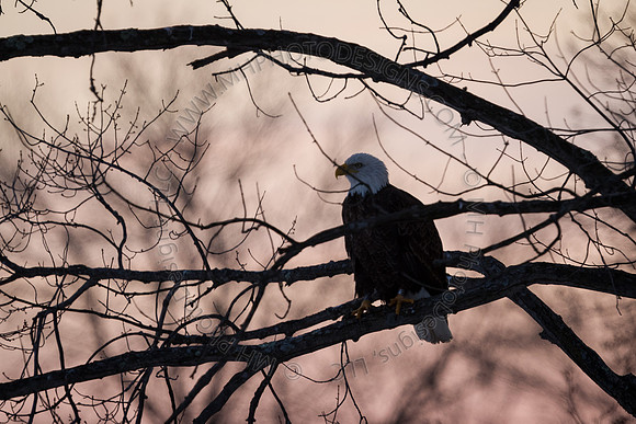 Eagle Days 2012-135
