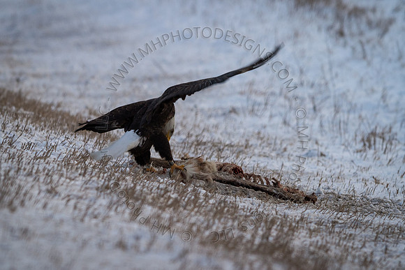 Eagle Days 2012-145