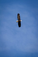 Eagle Days 2012-016