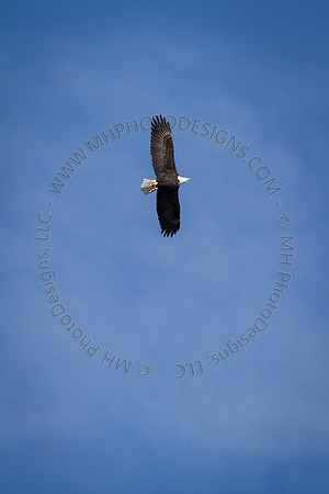 Eagle Days 2012-016