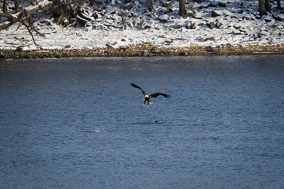 Eagle Days 2012-097