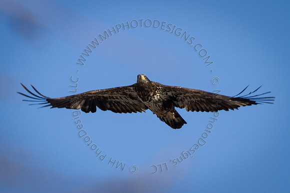 Eagle Days 2012-112