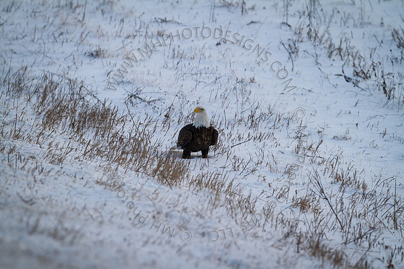 Eagle Days 2012-140