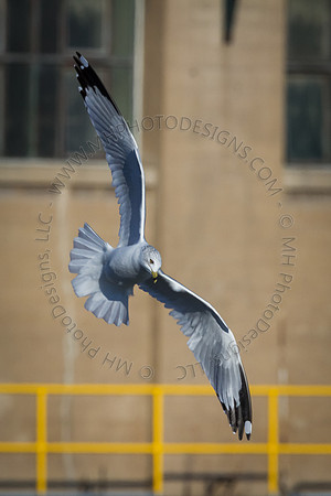 Eagle Days 2012-096