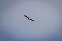 Eagle Days 2012-007