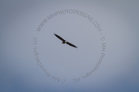 Eagle Days 2012-007