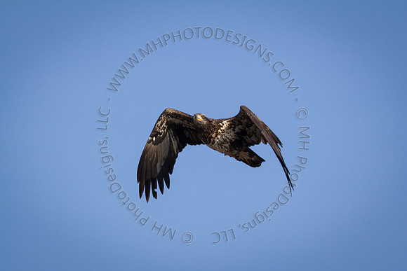 Eagle Days 2012-106
