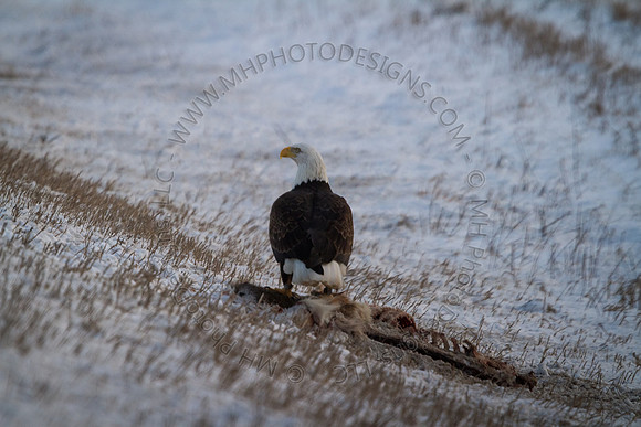 Eagle Days 2012-136