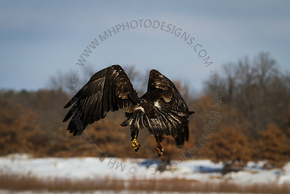 Eagle Days 2012-059