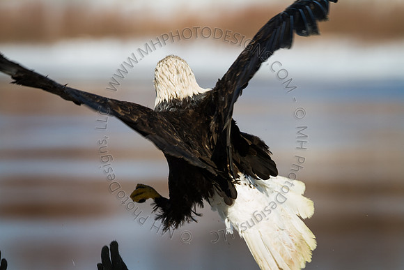 Eagle Days 2012-079