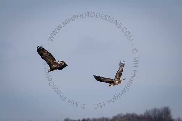 Eagle Days 2012-127