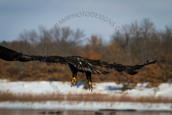 Eagle Days 2012-058