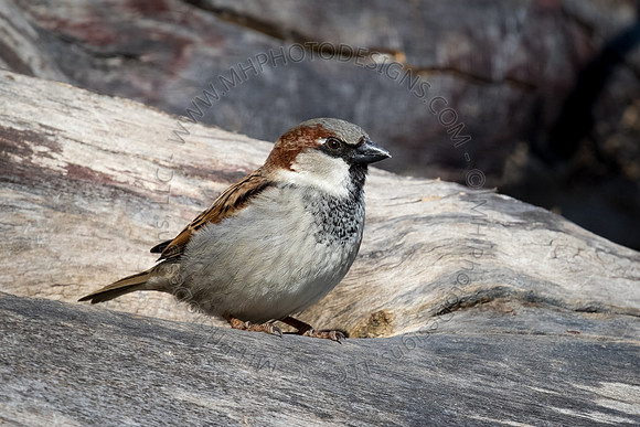 March 2015-006