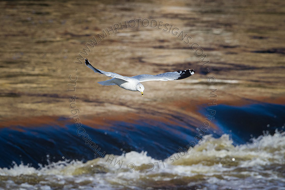 Eagle Days 2012-116