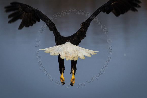 Eagle Days 2012-081