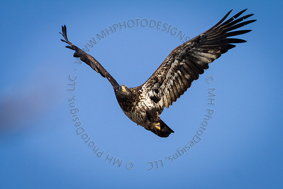 Eagle Days 2012-111