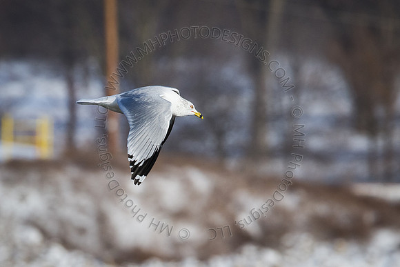 Eagle Days 2012-122