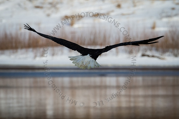 Eagle Days 2012-086