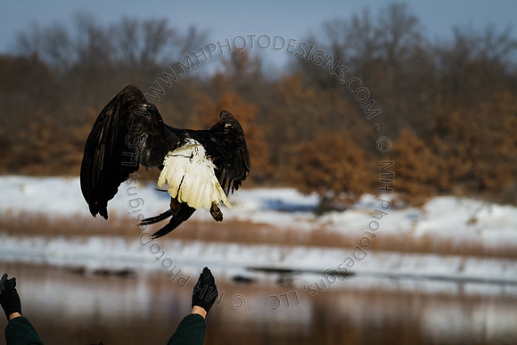 Eagle Days 2012-036