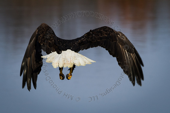 Eagle Days 2012-082