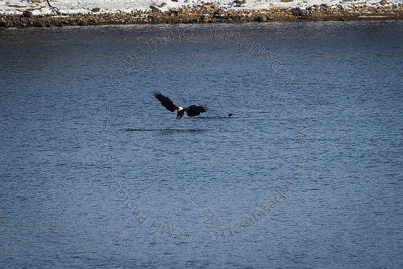 Eagle Days 2012-099