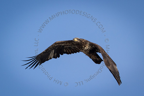 Eagle Days 2012-109