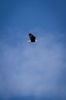 Eagle Days 2012-019