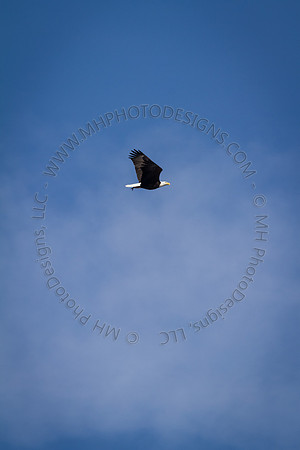 Eagle Days 2012-019