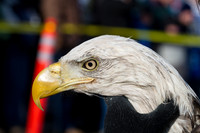 Eagle Days 2012-015