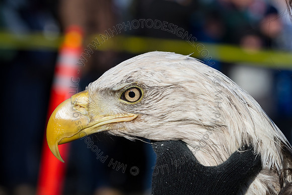 Eagle Days 2012-015