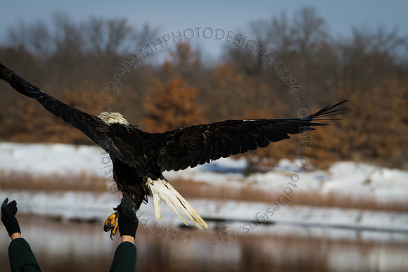 Eagle Days 2012-035