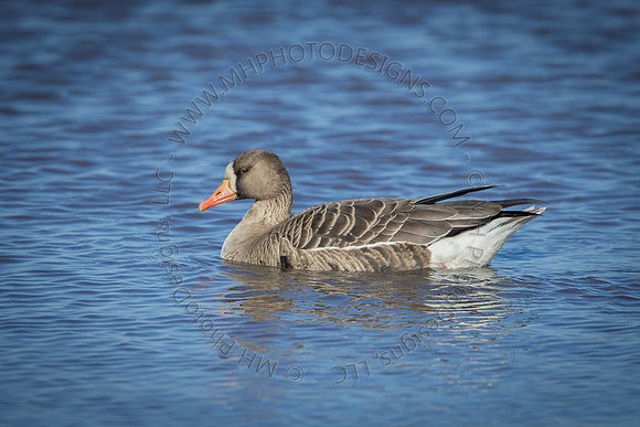 March 2015-019