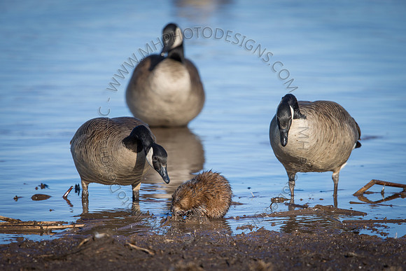 March 2015-018