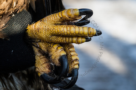 Eagle Days 2012-053