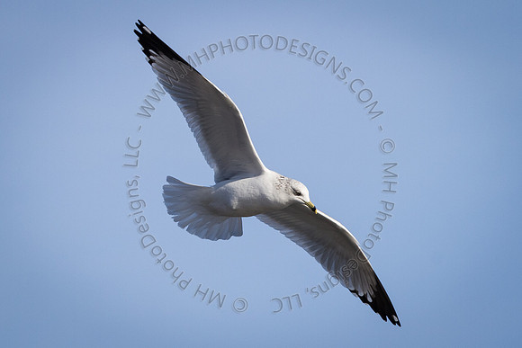 Eagle Days 2012-104