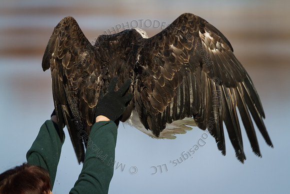 Eagle Days 2012-078