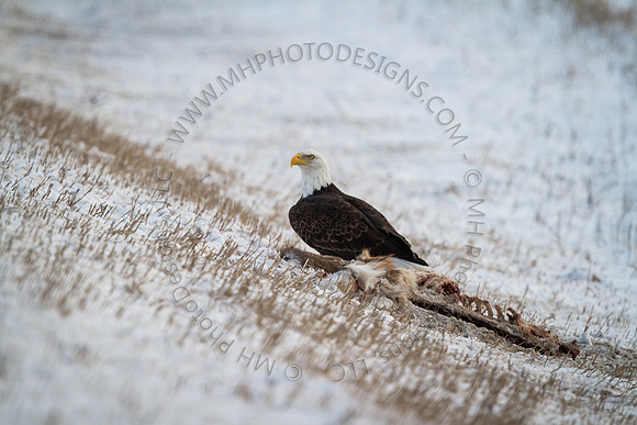 Eagle Days 2012-137