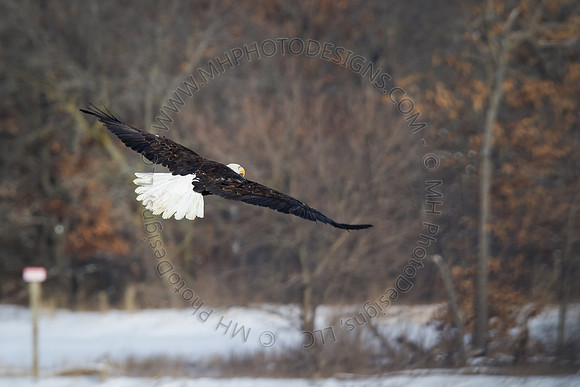 Eagle Days 2012-087