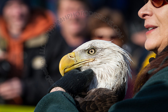 Eagle Days 2012-011