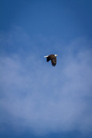 Eagle Days 2012-018