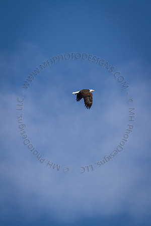 Eagle Days 2012-018