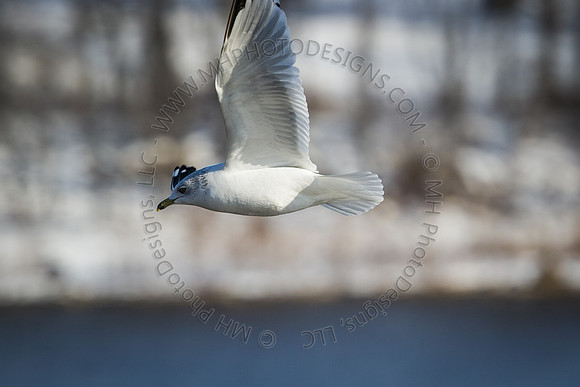 Eagle Days 2012-092