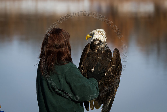 Eagle Days 2012-033