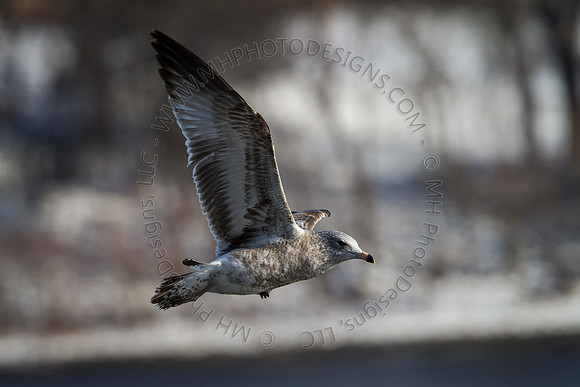 Eagle Days 2012-094